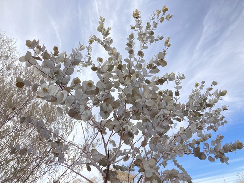 Image of Eucalyptus gongylocarpa by (c) Thomas Mesaglio, some rights reserved (CC BY)