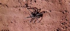 Acanthoscurria