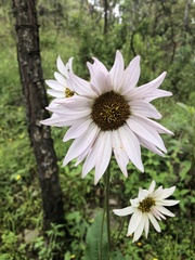 Iostephane heterophylla