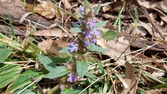Ajuga