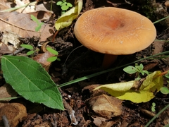 Lactifluus