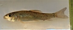 Catostomus commersonii