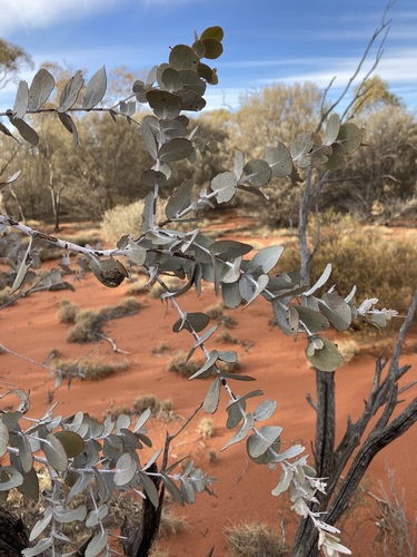 Image of Eucalyptus gongylocarpa by (c) Thomas Mesaglio, some rights reserved (CC BY)