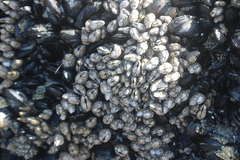 Pollicipes polymerus