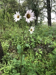 Iostephane heterophylla