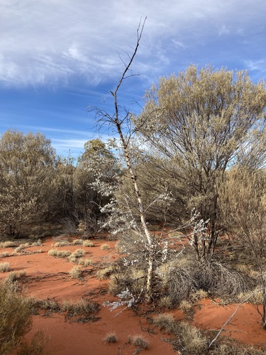 Image of Eucalyptus gongylocarpa by (c) Thomas Mesaglio, some rights reserved (CC BY)