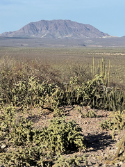 Cylindropuntia cholla