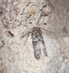 Blastobasis glandulella