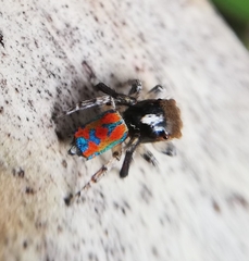 Maratus clupeatus