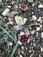 Tigridia multiflora