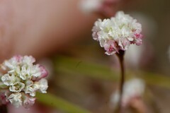 Eriogonum cernuum