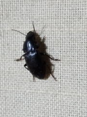 Harpalina