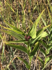 Maianthemum stellatum