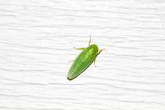 Gyponana