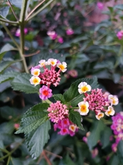 Lantana camara