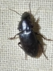 Harpalina