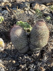 Mammillaria dioica