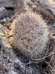 Mammillaria dioica
