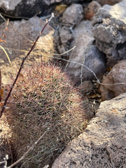 Mammillaria dioica