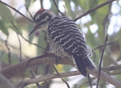 Dryobates nuttallii