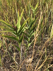 Maianthemum stellatum