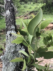 Psittacanthus schiedeanus