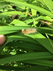 Erebidae