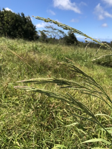 Paspalum urvillei observed 2022-08-31