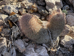 Mammillaria dioica