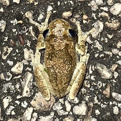Hyla versicolor