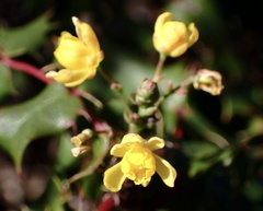 Berberis pinnata