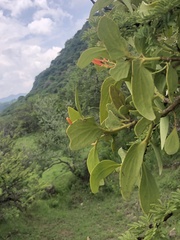 Psittacanthus schiedeanus
