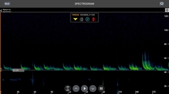 Perimyotis subflavus