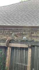 Sciurus niger limitis