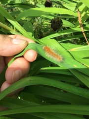 Erebidae