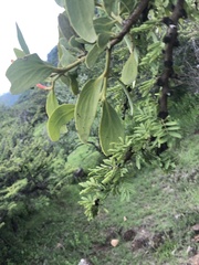 Psittacanthus schiedeanus