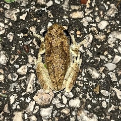 Hyla versicolor