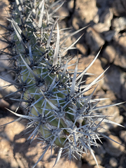 Stenocereus gummosus