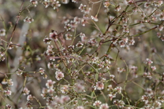 Eriogonum cernuum