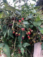 Rubus glaucus