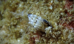 Cerithium atromarginatum