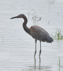 Egretta rufescens