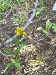 Solidago multiradiata