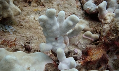 Porites compressa