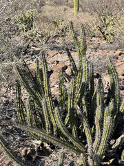 Stenocereus gummosus