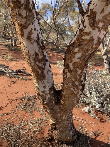 Eucalyptus gongylocarpa, photograph 6