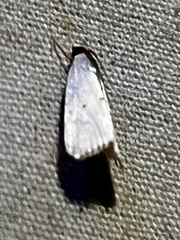 Urola nivalis