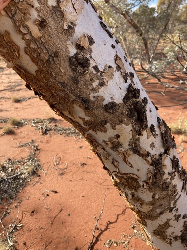 Image of Eucalyptus gongylocarpa by (c) Thomas Mesaglio, some rights reserved (CC BY)