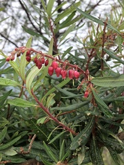 Comarostaphylis glaucescens