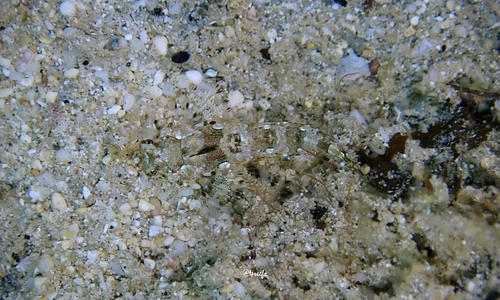 Synchiropus rosulentus observed 2022-08-31